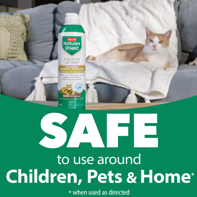 safe all natural flea control for cats