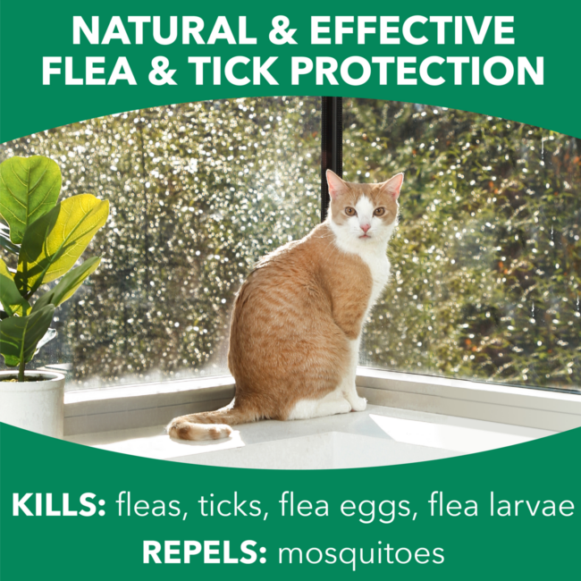 Natural flea protection for cats