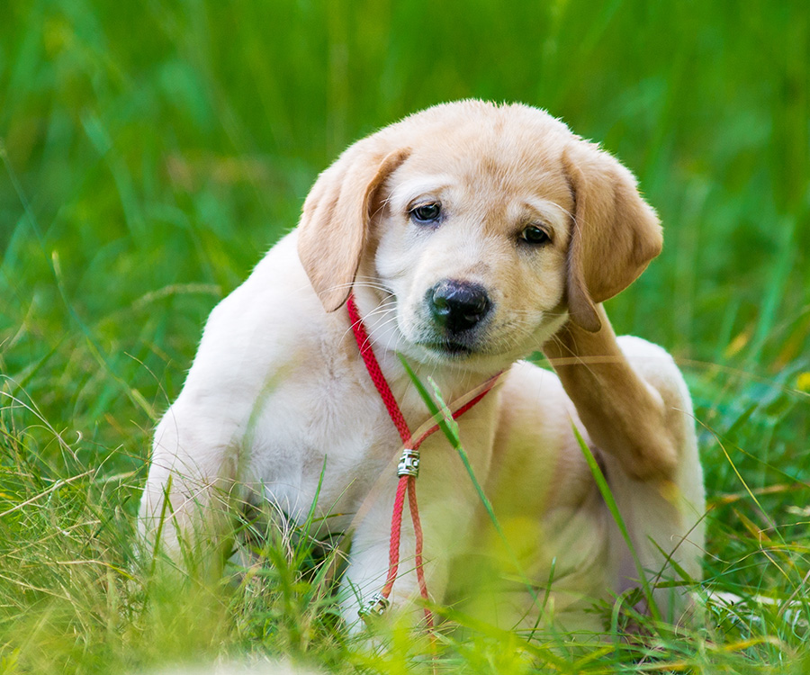 Can fleas make a dog sick? - Puppy Retriever Scratching fleas in the park