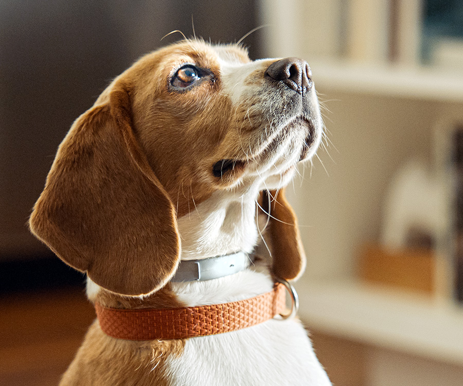 Can fleas make a dog sick? - Puppy wearing Hartz UltraGuard ProMax Collar