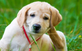Can fleas make a dog sick? - Puppy Retriever Scratching fleas in the park
