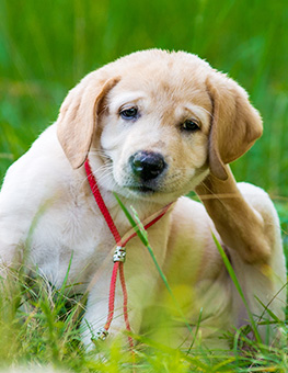 Can fleas make a dog sick? - Puppy Retriever Scratching fleas in the park