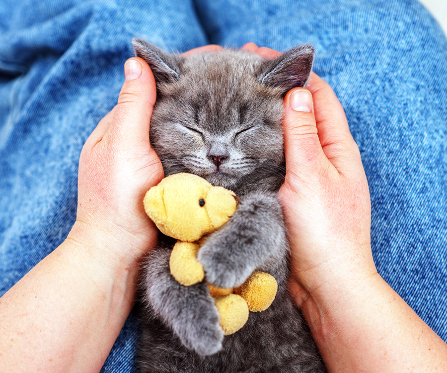 Health benefits of cats purring - Kitten quietly sleeping peacefully holding a teddy bear while in the lap of a woman embracing them.