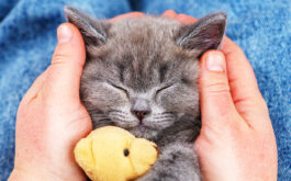 Health benefits of cats purring - Kitten quietly sleeping peacefully holding a teddy bear while in the lap of a woman embracing them.