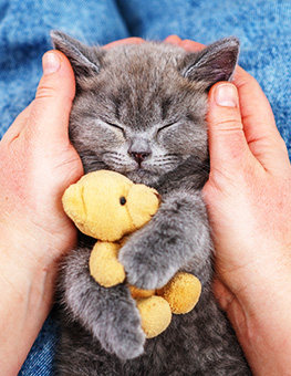 Health benefits of cats purring - Kitten quietly sleeping peacefully holding a teddy bear while in the lap of a woman embracing them.