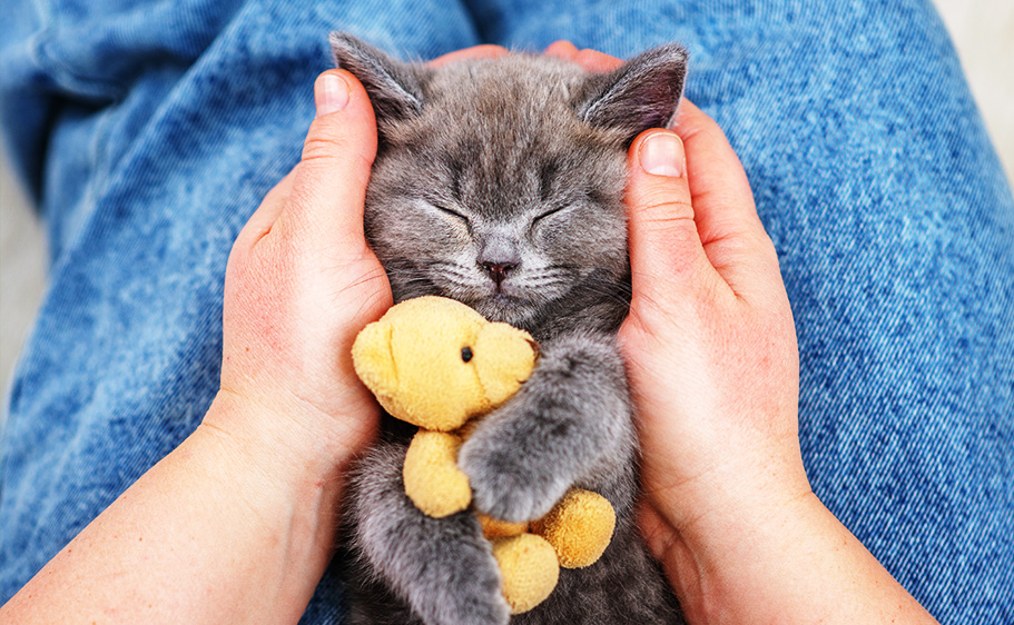 Learning Center Hartz