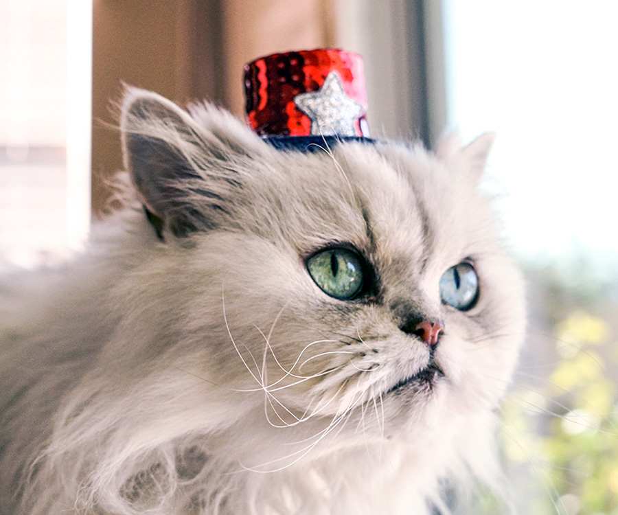 Pet Safety Tips 4th of July - Persian cat wearing tiny sparkly red hat with white star