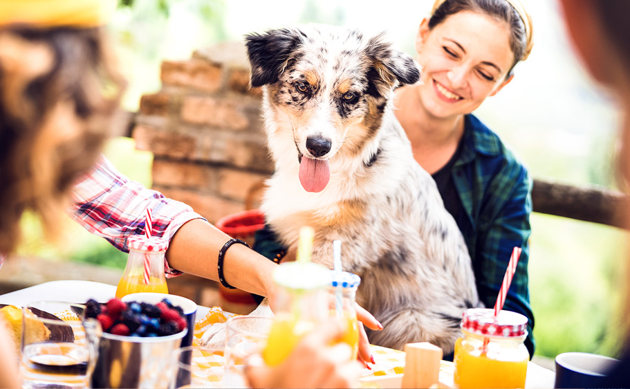 Pet Safety Tips 4th of July - Young people with cute dog having fun outdoors at party