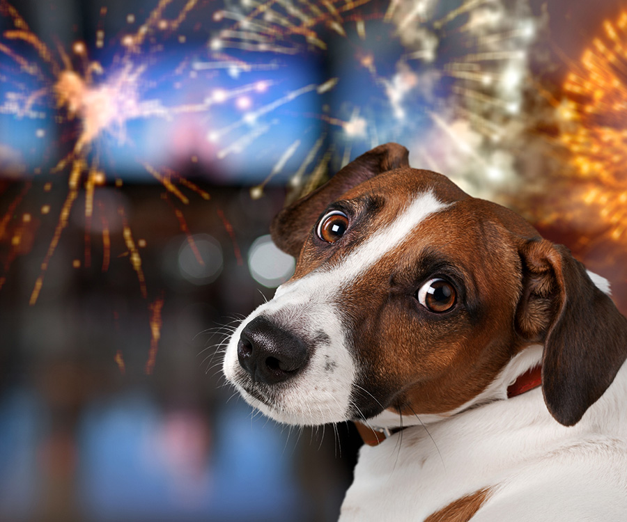 What can i give my dog to calm him down from fireworks? - Dog looking anxious, fireworks seen through window behind them