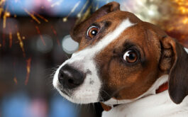 What can i give my dog to calm him down from fireworks? - Dog looking anxious, fireworks seen through window behind them