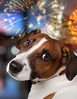 What can i give my dog to calm him down from fireworks? - Dog looking anxious, fireworks seen through window behind them