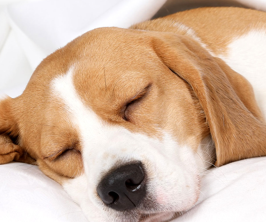 Why is my dog sleeping so much? -  Dog sleeping on white sheets