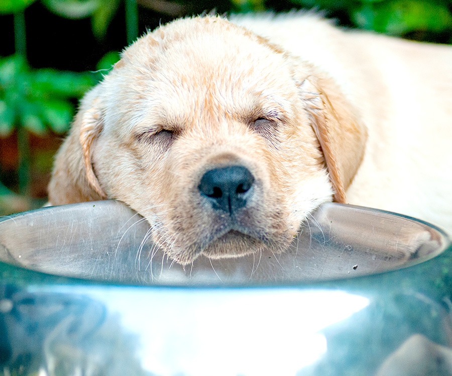 Why is my dog sleeping so much? - Cute labrador retriever puppy sleeping o dog food bowl