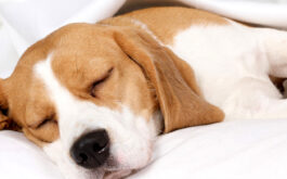 Why is my dog sleeping so much? - Dog sleeping on white sheets