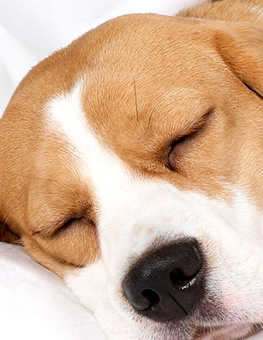 Why is my dog sleeping so much? - Dog sleeping on white sheets