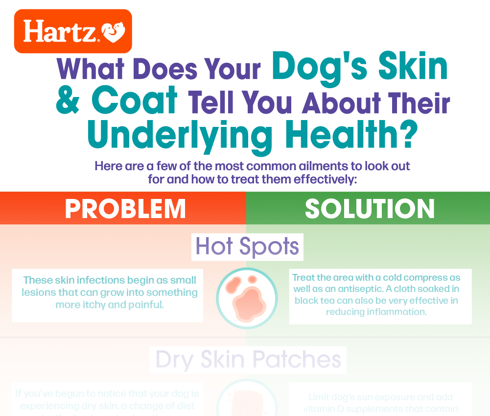 What Does Your Dog's Skin and Coat Tell You About His Underlying Health?