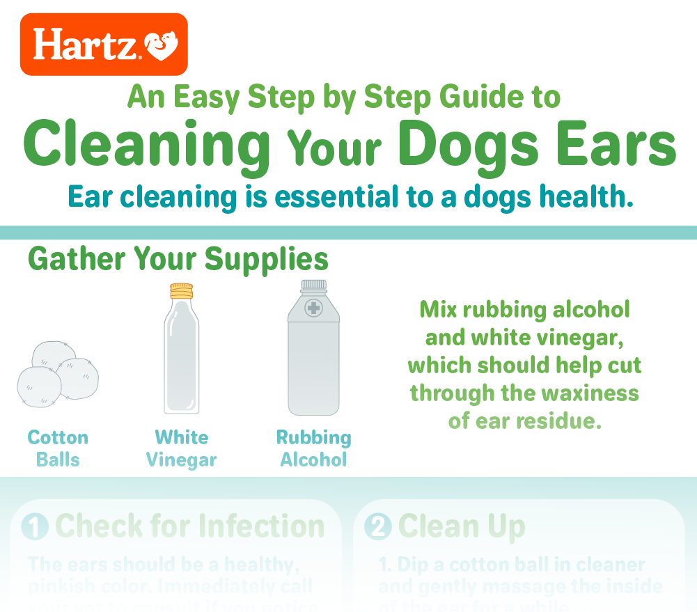 A Guide to Cleaning Your Dog's Ears