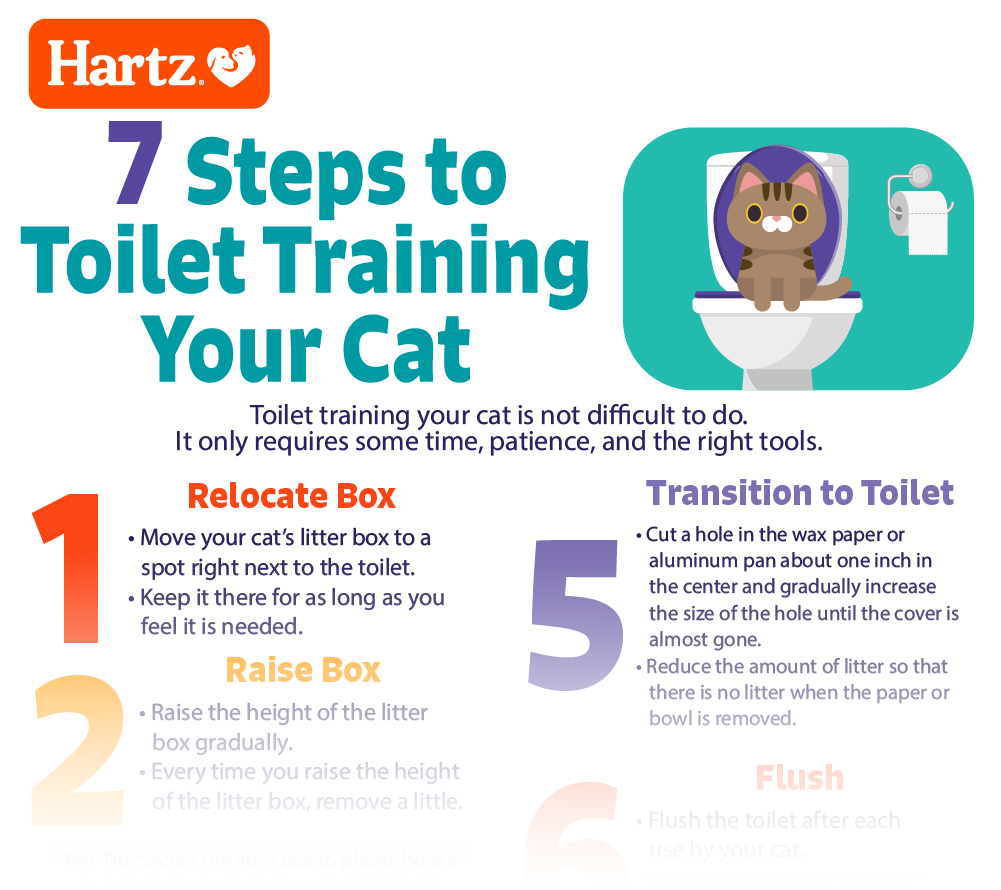 Toilet Training a Cat - 7 Steps Infographic screenshot