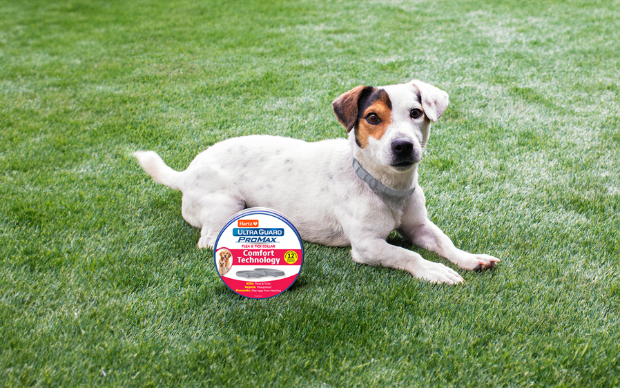 Flea & tick collars are a convenient and mess-free form of flea & tick protection.