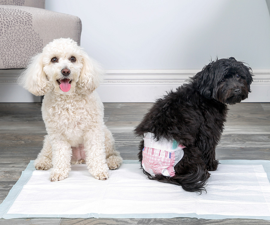 Dog diapers for incontinence - A light haired dog and a dark haired dog with a diaper on sit on a dog pad.