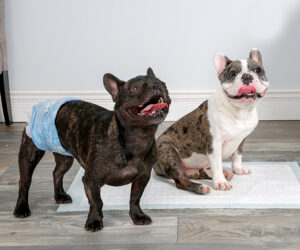 Dog diapers for incontinence - A dark haired dog with a diaper on stands next to a brown and light haired dog sitting on a dog pad.