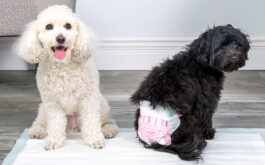 Dog diapers for incontinence - A light haired dog and a dark haired dog with a diaper on sit on a dog pad.