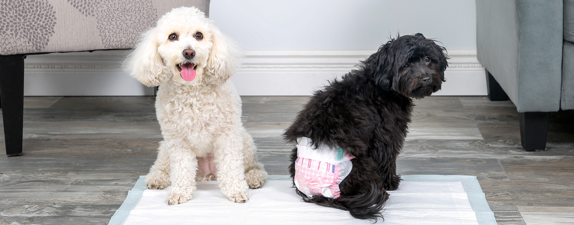 The 7 Best Dog Diapers And Wraps Of 2024