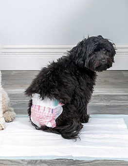Dog diapers for incontinence - A dark haired dog with a diaper on sits on a dog pad.