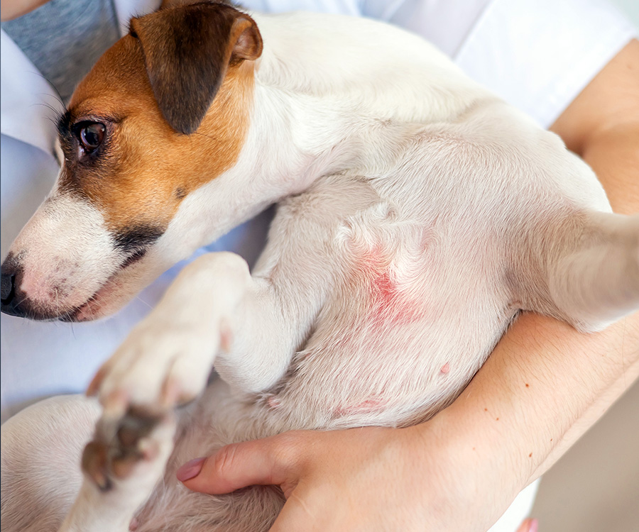Your Dog's Skin & Coat - Veterinarian holding a Jack Russell Terrier Dog with dermatitis
