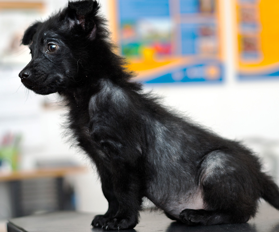 Your Dog's Skin & Coat - Small black dog with generalized alopecia sits on top of table