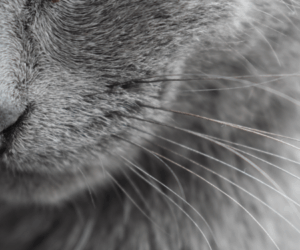 Don't cut or trim your cat's whiskers-- they are very sensitive and important to your cat's balance and senses.