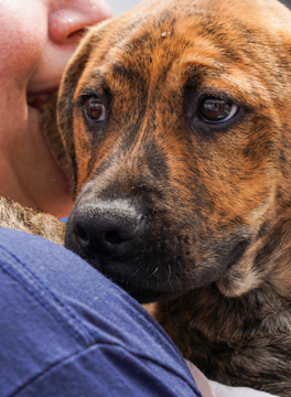 learn how you can foster a pet in need