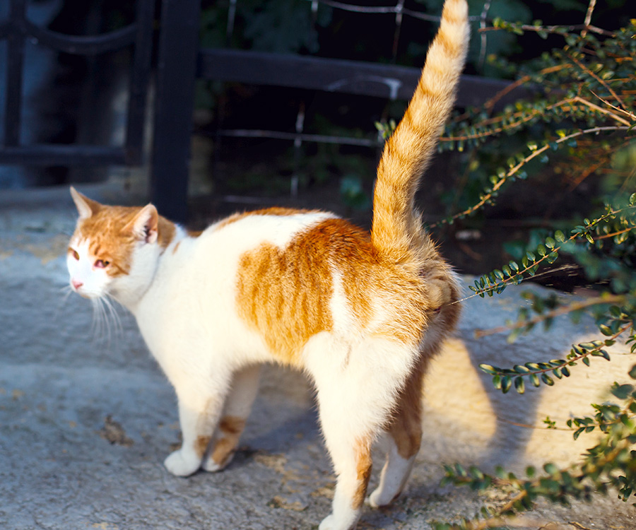 How do cats mark their territory - Cat marks his territory in the garden.