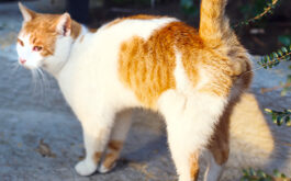 How do cats mark their territory - Cat marks his territory in the garden.