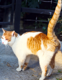 How do cats mark their territory - Cat marks his territory in the garden.