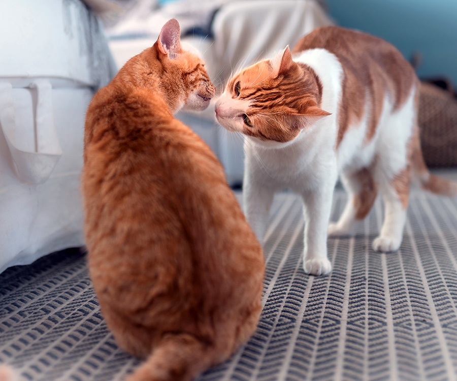 How do cats mark their territory - Tabby cat and brown & white cat on the carpet sniff each other.