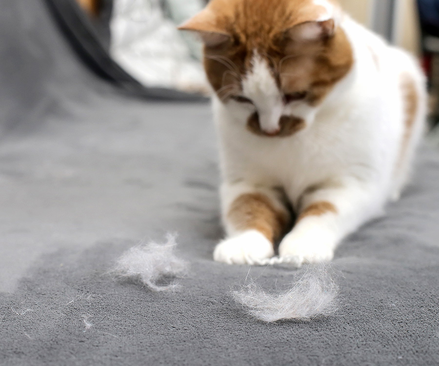 How to deal with cat shedding - Cat looking at shedded fur on the couch.