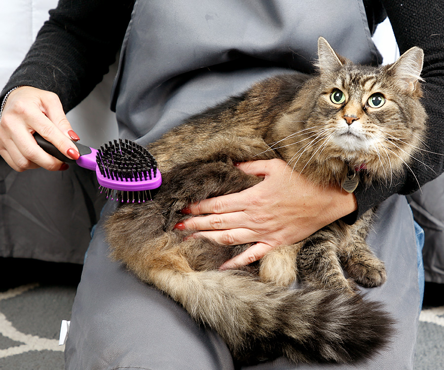 How to deal with cat shedding - Cat lying on woman's lap, being brushed.