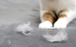 How to deal with cat shedding - Cat's paws near shedded fur on the couch.
