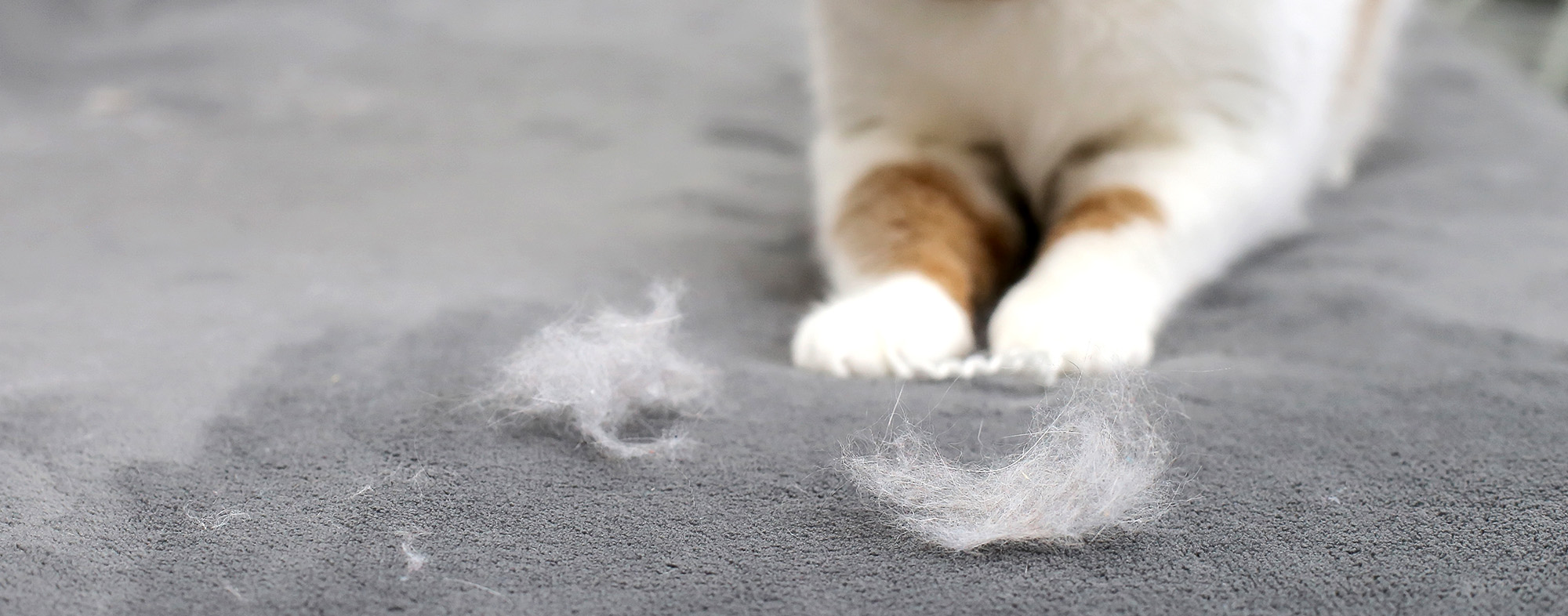 How to Control Your Cat’s Shedding Hartz