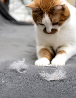 How to deal with cat shedding - Cat looking at shedded fur on the couch.
