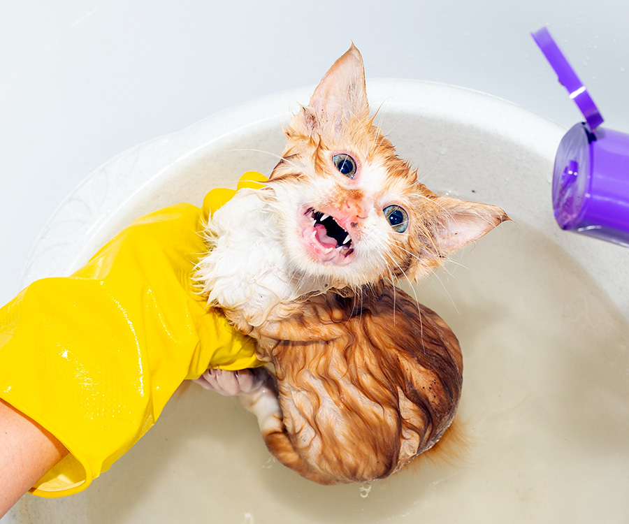 How to give a cat a flea bath - Frightened wet kitten being given a bath