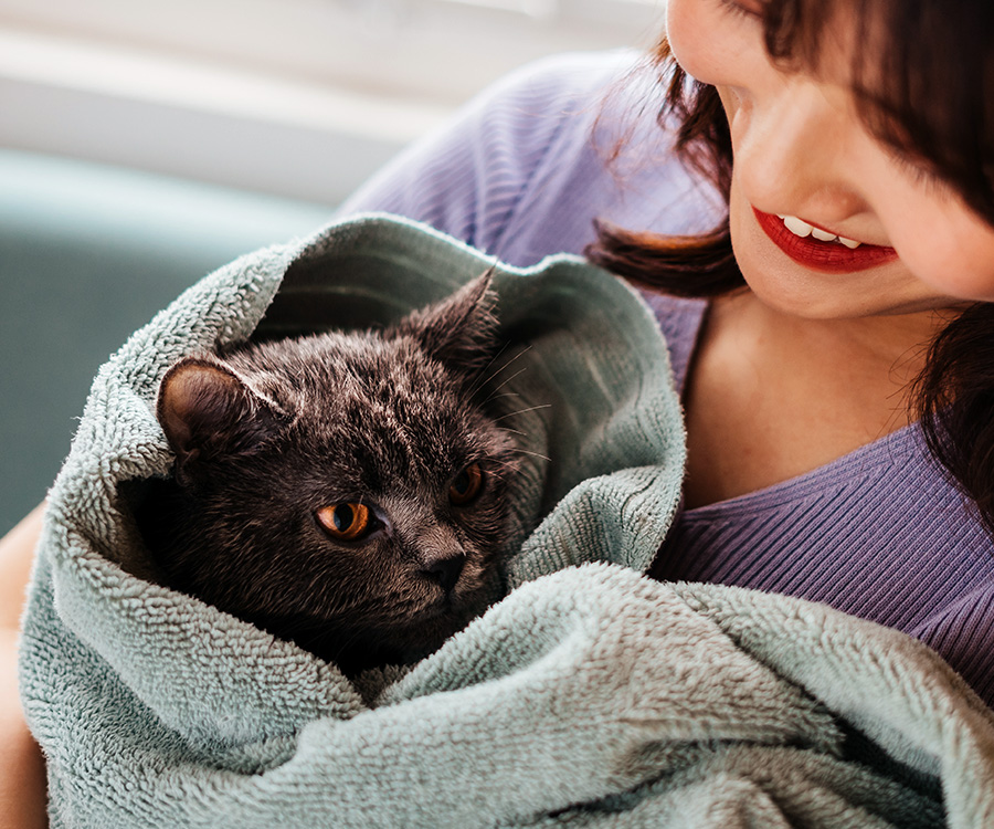 How to give a cat a flea bath - Frightened wet kitten being given a bath