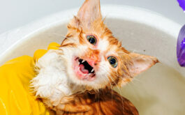 How to give a cat a flea bath - Frightened wet kitten being given a bath