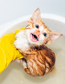 How to give a cat a flea bath - Frightened wet kitten being given a bath