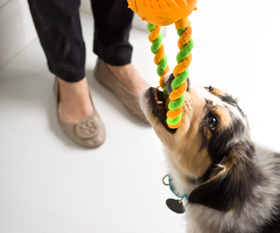 How to play with dog indoors - Dog holding on to Hartz® Dura Play® Tug of Fun® with teeth, woman's shoes in background