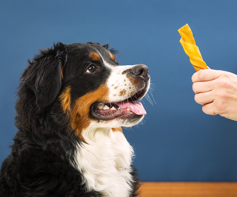 How to play with dog indoors - Dog holding on to Hartz® Dura Play® Tug of Fun® with teeth, woman's shoes in background