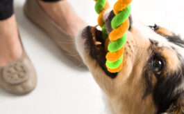 How to play with dog indoors - Dog holding on to Hartz® Dura Play® Tug of Fun® with teeth, woman's shoes in background