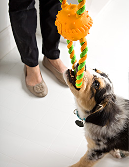 How to play with dog indoors - Dog holding on to Hartz® Dura Play® Tug of Fun® with teeth, woman's shoes in background