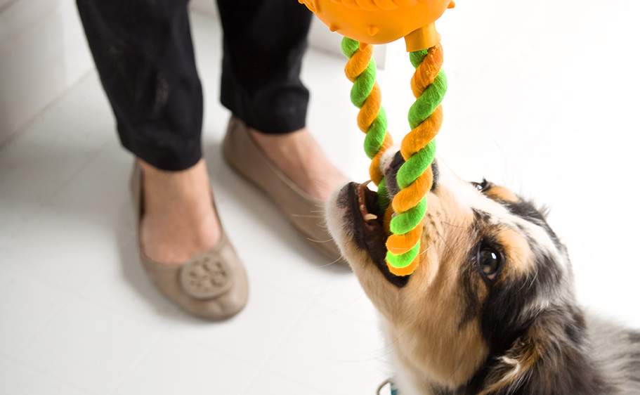 How to play with dog indoors - Dog holding on to Hartz® Dura Play® Tug of Fun® with teeth, woman's shoes in background